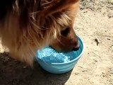 Dogs in Slow Motion - Delicious Drinking Water