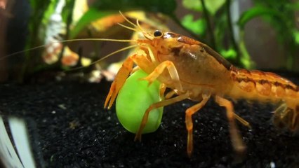 Hungry Crayfish Tries To Eat Giant Pea (Storyful, Wild Animals)