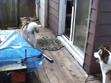 Jeki & Loka (Siberian Husky playing with Alaskan Malamute)