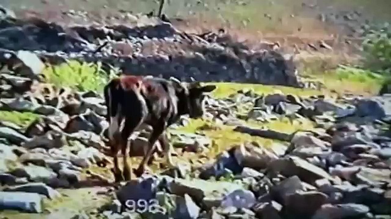 1992 sarıot yaylası horoz sesi keçi sesi buzagı sesi insan sesi