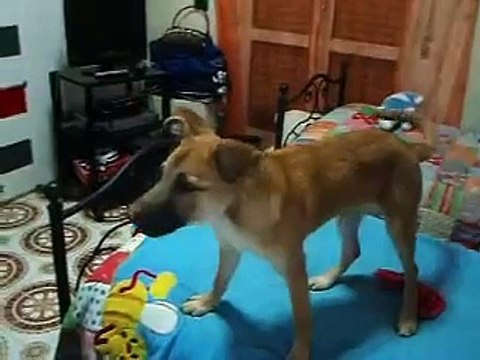 cane che abbaia
