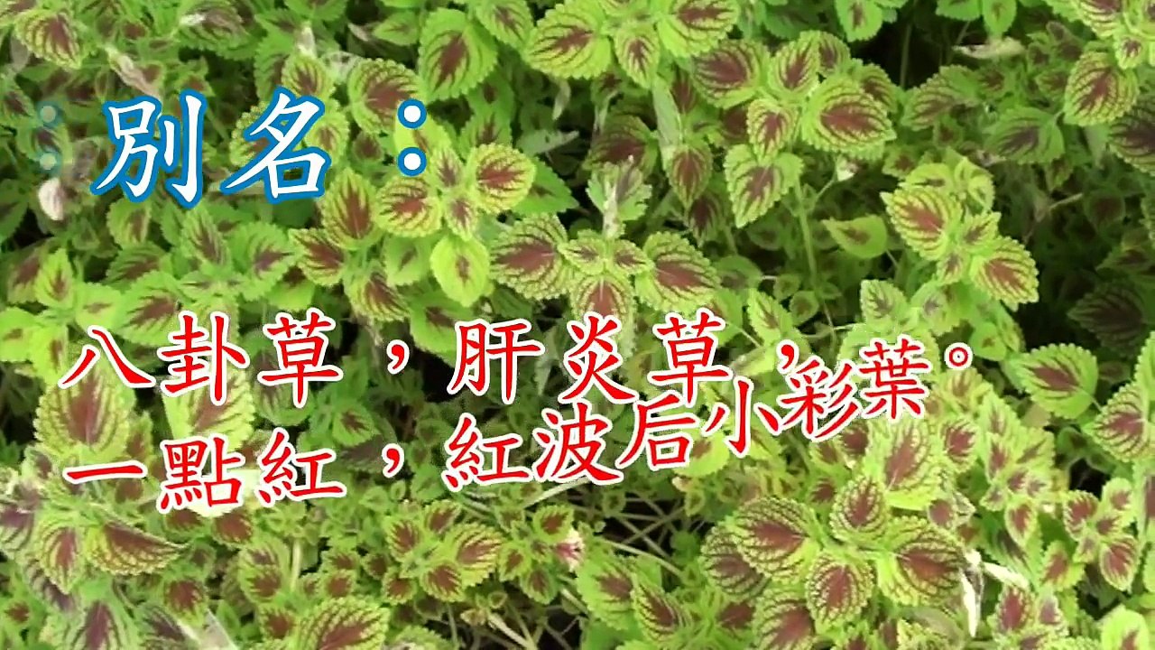 介紹藥用植物及民間常用青草藥  彩葉草  別名：八卦草，肝炎草，一點紅  ,紅波后小彩葉草.  。