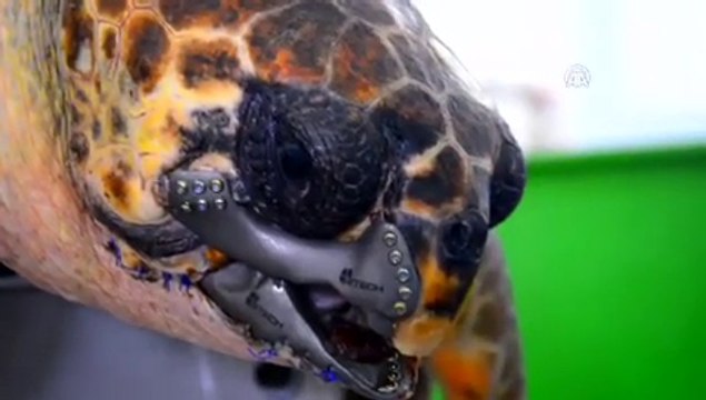 Une tortue de mer sauvée par un bec imprimé en 3D