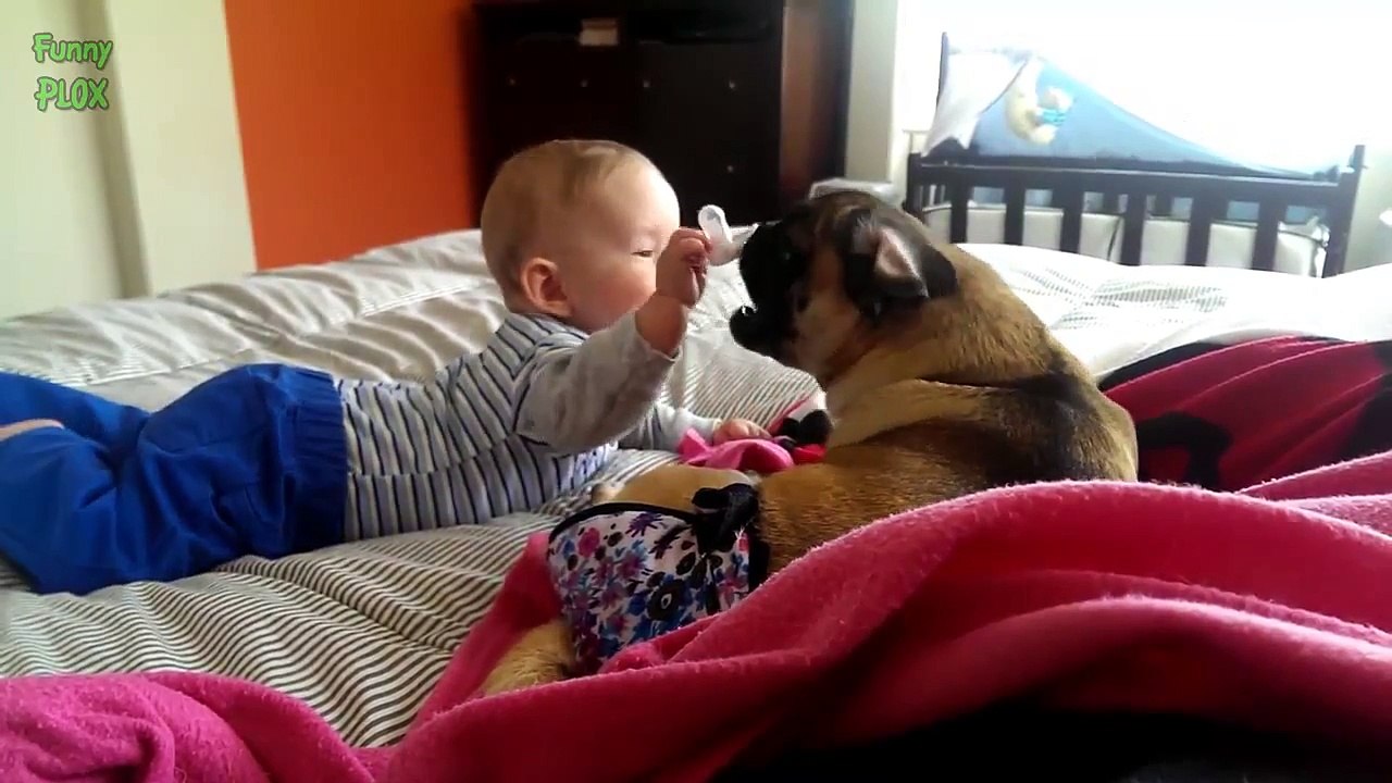 Funny Pug and Baby Video Compilation 2015 [NEW HD]