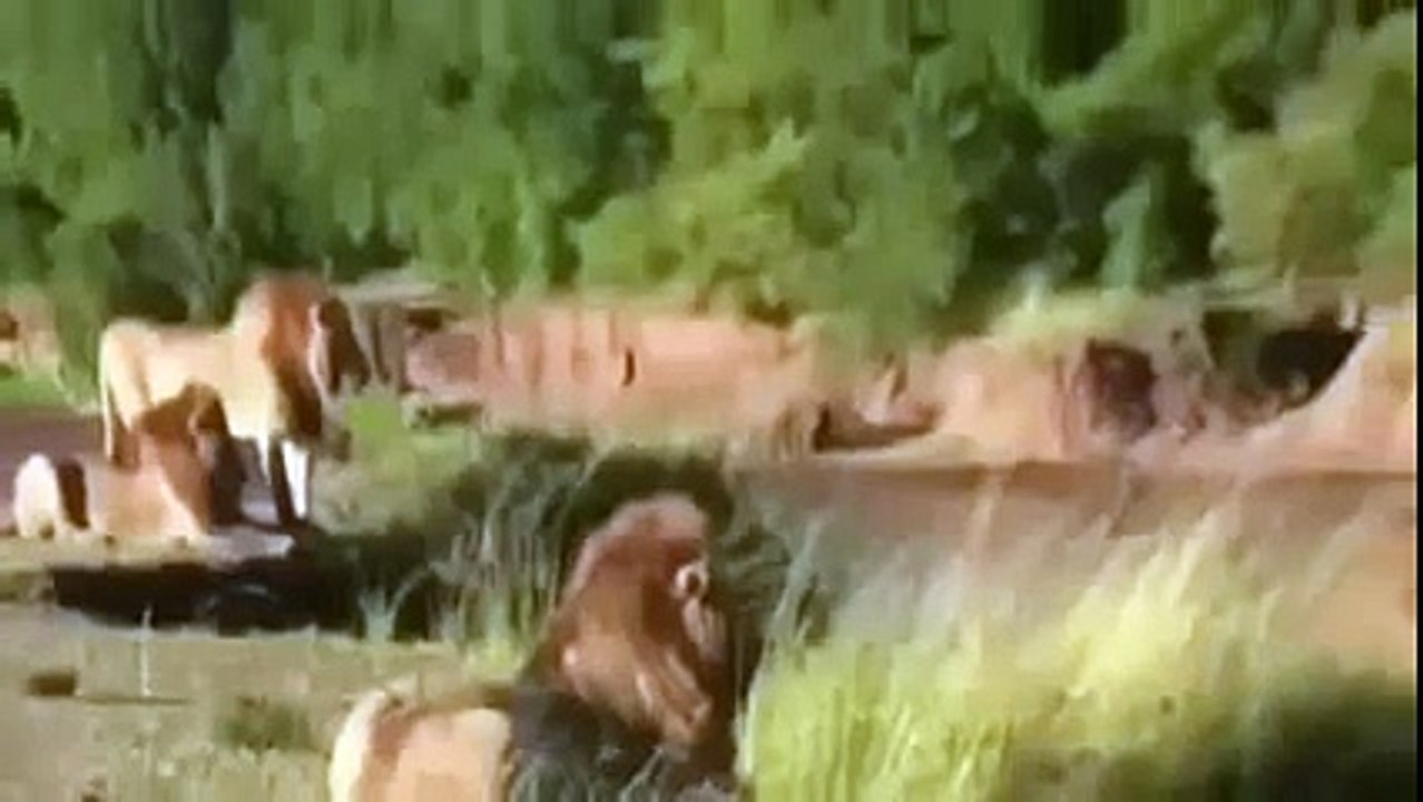 Animal Planet | Discovery Channel | Wild Life Documentary 2015 | National Geographic Wildl