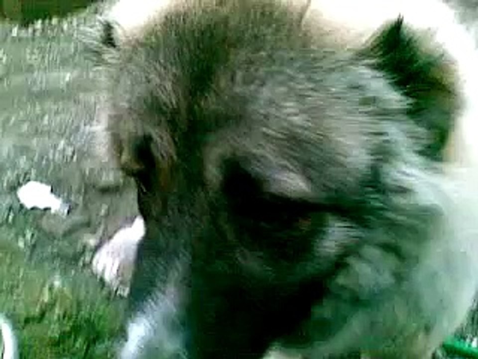 pastore caucaso loma1