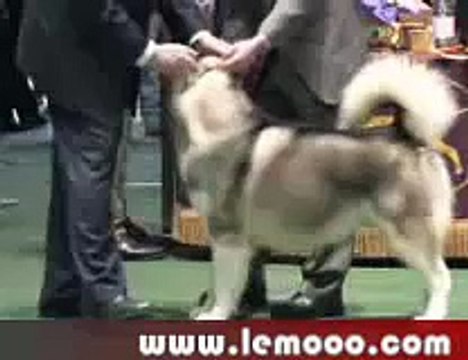 alaskan malamute dog