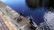 2 Male Mallard Ducks Fly into the River Aire, Leeds, West Yorkshire 1080p HD Drake Drakes