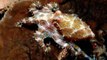 Top 10 Die giftigsten Tiere der Welt! Sydney-Trichternetzspinne, Seewespe, Mittelmeerskorpion....