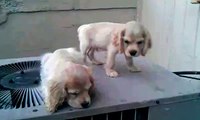 Twin Cocker Spaniel Puppies