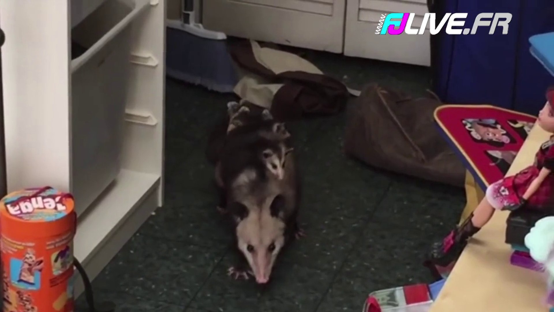 Elle trouve une famille opossums dans son placard !