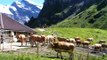 Alpen Koeien met geluid, op 2040 meter hoogte.