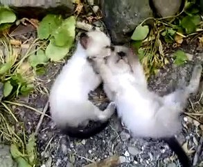 gattini piccoli