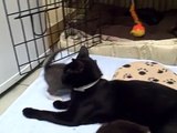 *ALL ADOPTED* Baby bloopers by Chloe and her 5 week old kittens