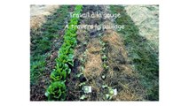 Formation MSV K Schreiber partie 8 Thèmes : Soltner : Jardiner sans bêcher. Comment travailler et semer avec un sol couvert ?