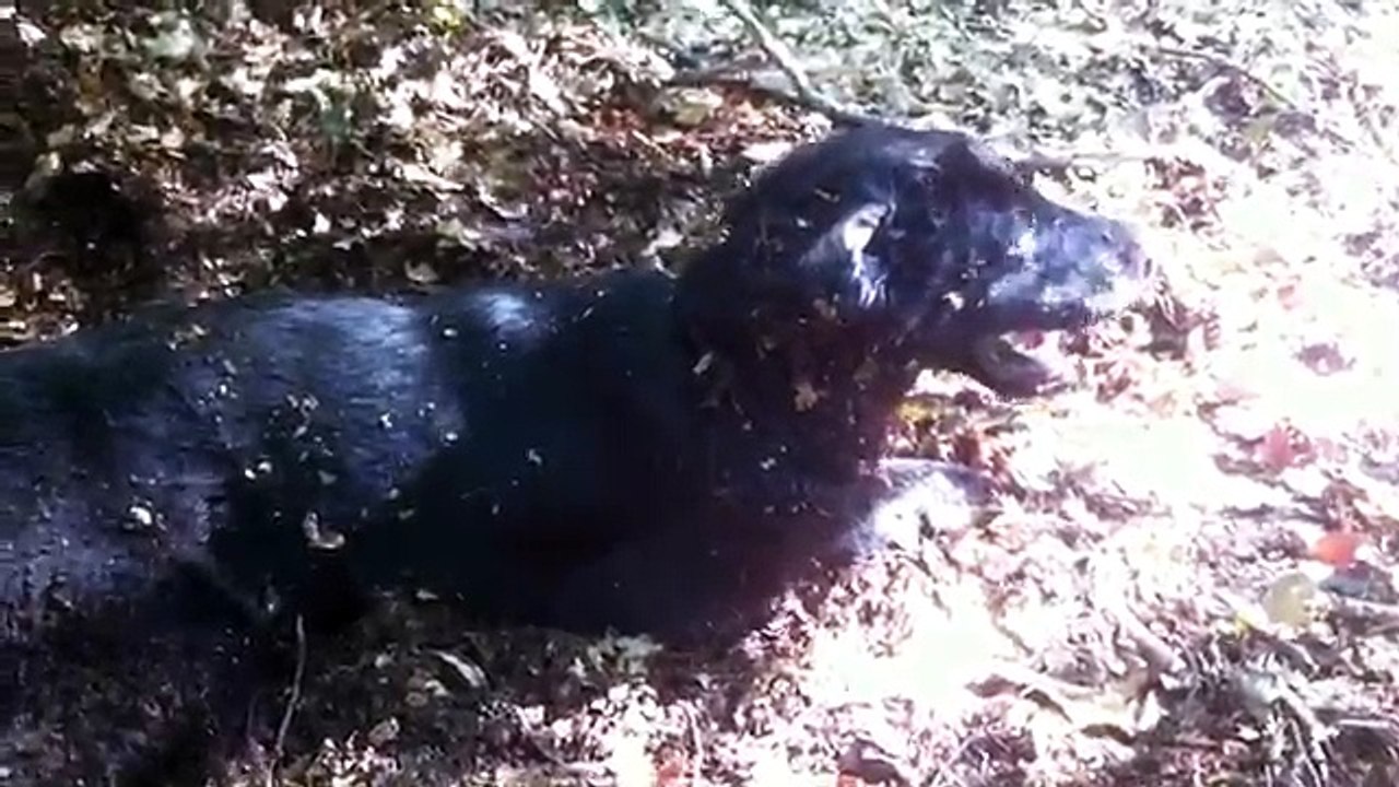 Auf die Bäume Ihr Affen der Wald wird gefegt!