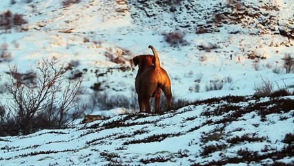 Boerboel guarding