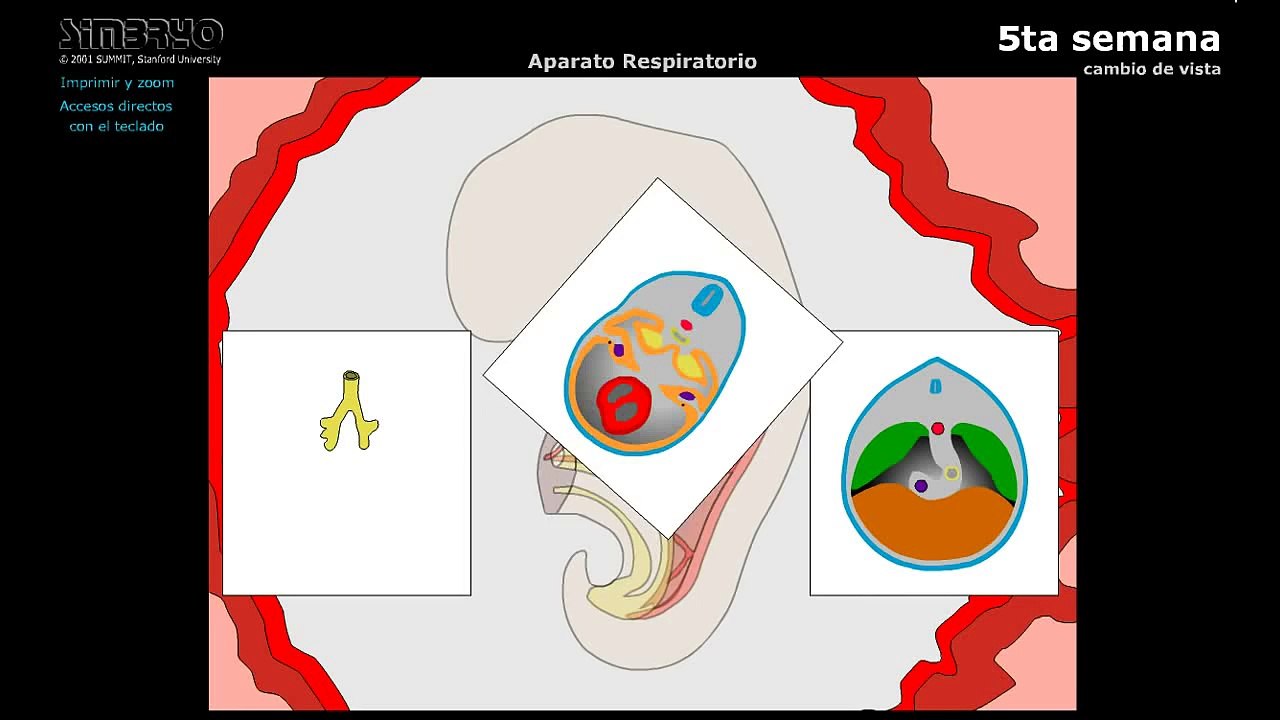 EMBRIOLOGIA - APARATO RESPIRATORIO