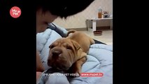Chinese Shar-pei puppy's howling - So Cute! [My Pet TV]