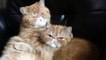 Alerte cute : séance câline entre deux chats sur le canapé