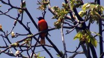 Baltimore Oriole singing and foraging