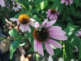 Bees Collecting Pollen on Echinacea Flowers in Slow Motion