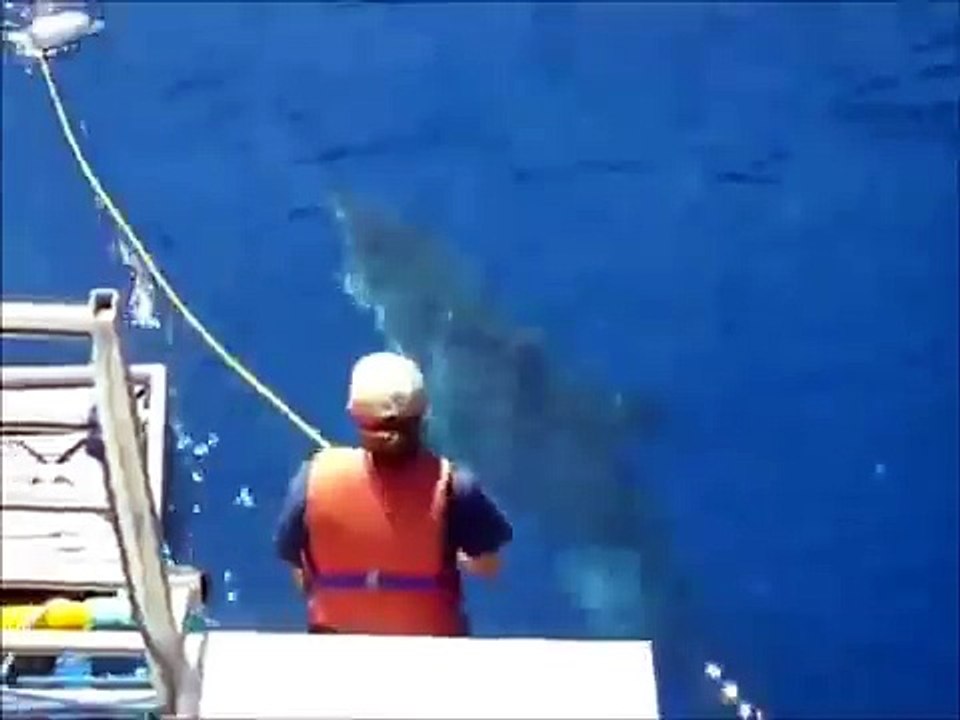 Gros requin blanc à la Réunion (septembre 2012)