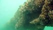 Salt Water Farms mussel farming underwater video  2