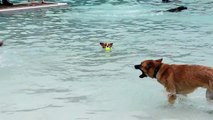 Some Jerk Dog Steals my Dog's ball while swimming!