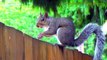 Cute Squirrel Eating Nuts - Squirrel and Nut