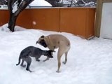 Tank & Daisy Playing, Great Dane & English Mastiff