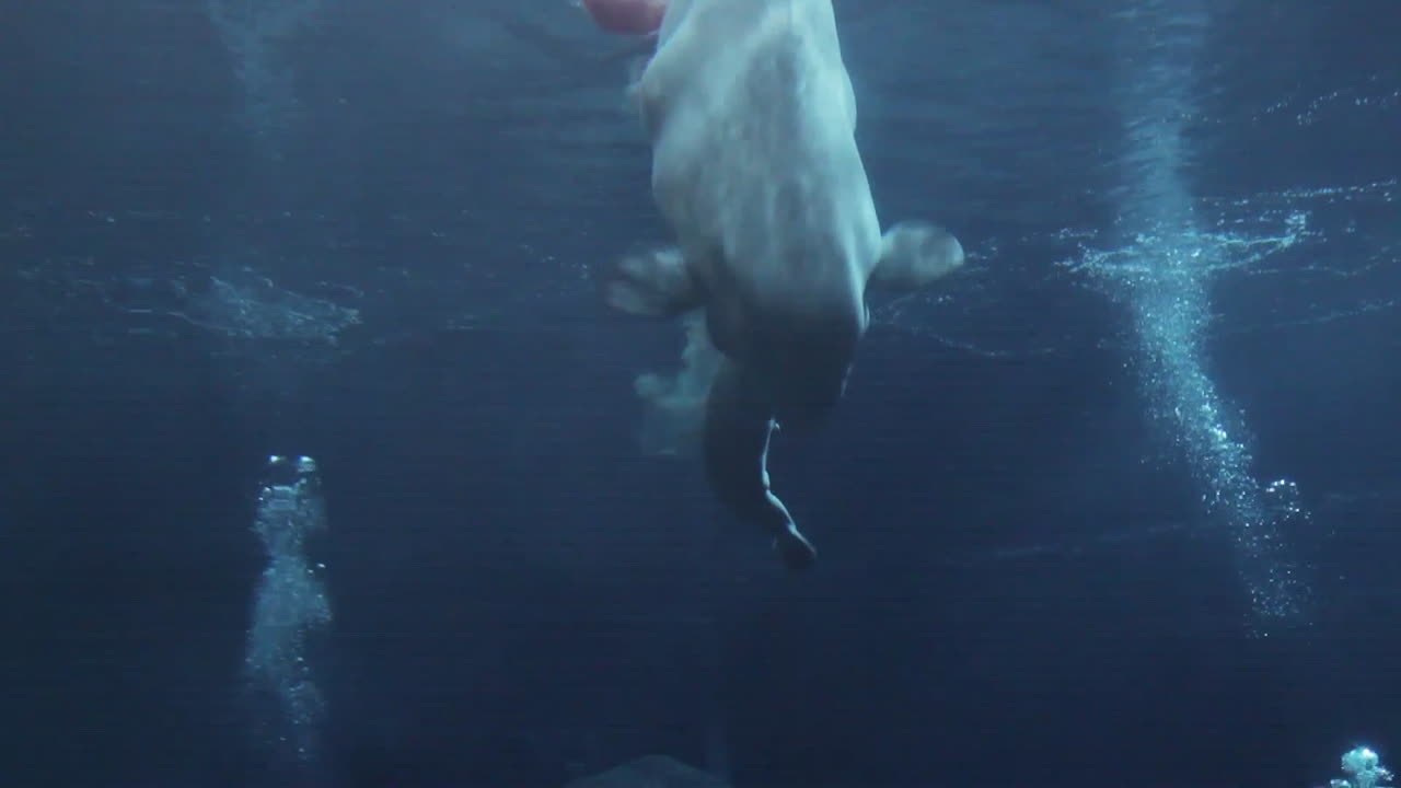 Seltene Aufnahmen: Hier wird ein Wal geboren