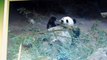 Giant Panda Eating Bamboo