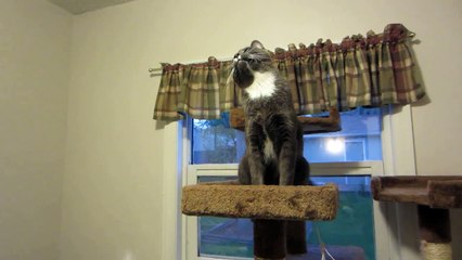 Kitties Holly and Erizabesu try to catch a breakfast interrupting moth 002