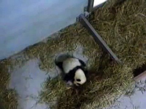 Lun Lun & Cub 11-13-06