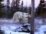 Polar Bears, Churchill, Canada