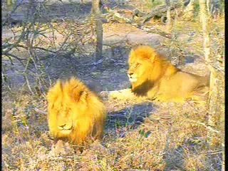 Two Male Lions - Djuma AM 08/15/07 - 1