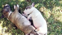 Sleepy Miniature Bull Terrier Puppies - Puppy Love