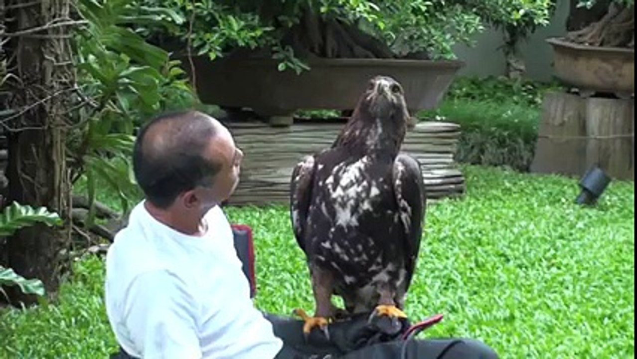 Golden Eagle
