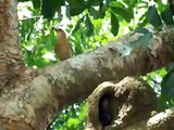 João-de-barro alimentando filhotes