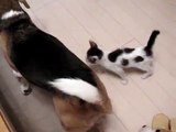 ビーグル犬うにと拾われっこ猫みーこ  beagle & cat