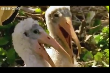 Animais falantes engraçados