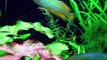 Planted Rainbowfish Aquarium low-tech
