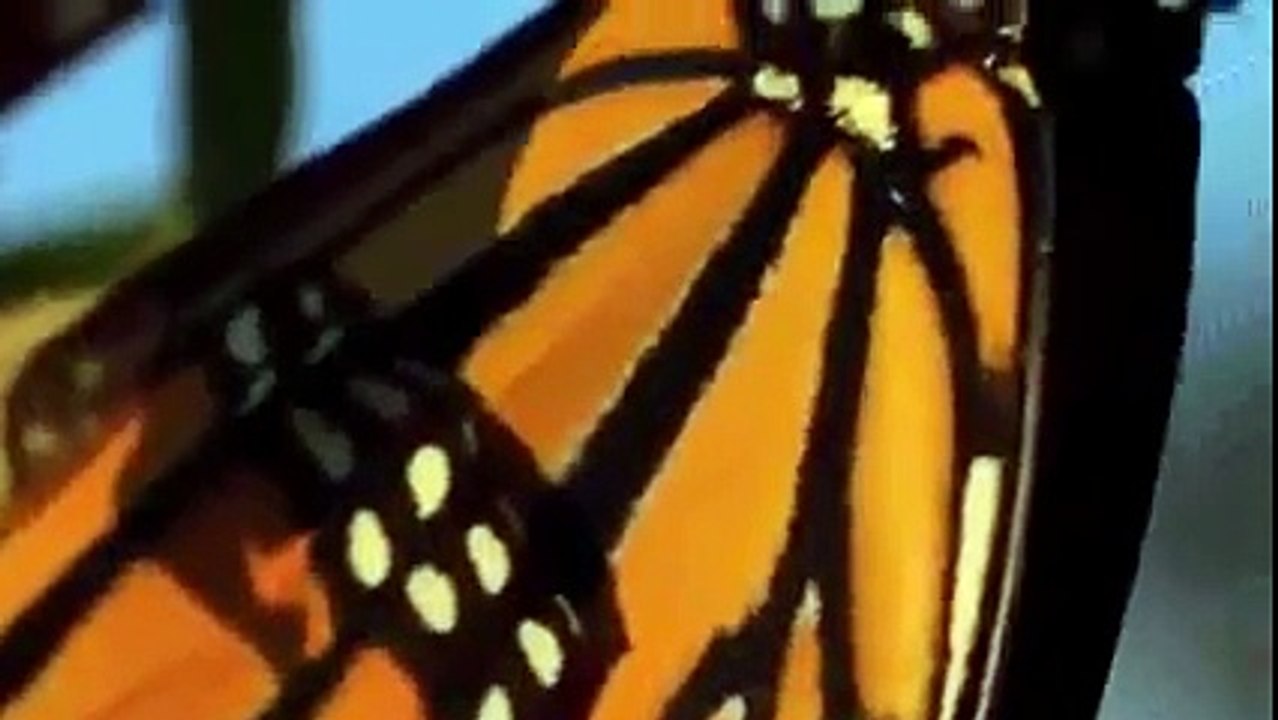Animal Planet 2015 - Discovery Channel - Wildlife Animals - Butterfly Documentary [HD 720]