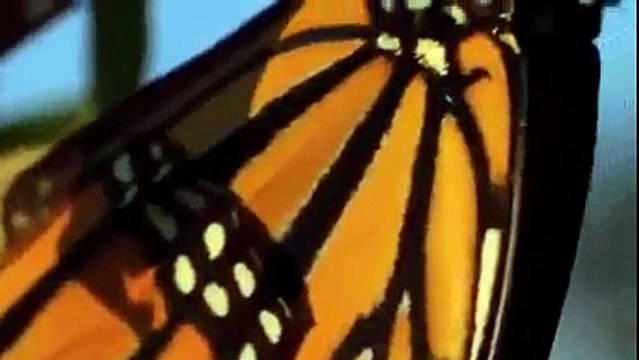 Animal Planet 2015 - Discovery Channel - Wildlife Animals - Butterfly Documentary [HD 720]