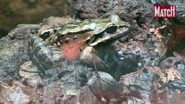 Thoiry et son Arche des petites bêtes