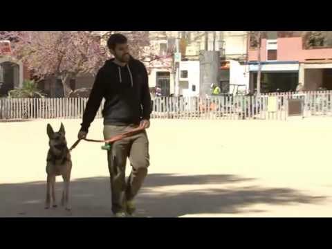 TV3 - Generació digital - Gàdgets per a les mascotes