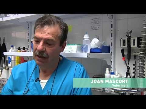 TV3 - Veterinaris - Veterinaris - capítol 111