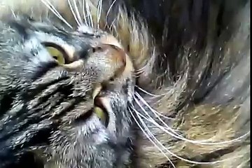 WHopper cat refuses to walk today