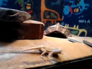 Bearded Dragon Jumps at Glass